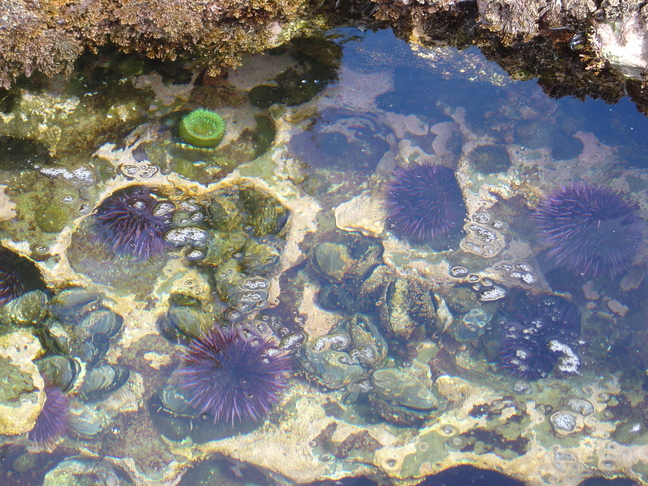 Sea Urchins